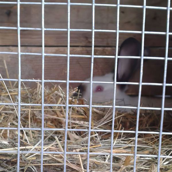 Pletivo zvárané štvorhranné PVC 25 x 25/2,0 mm /100 cm/25 m